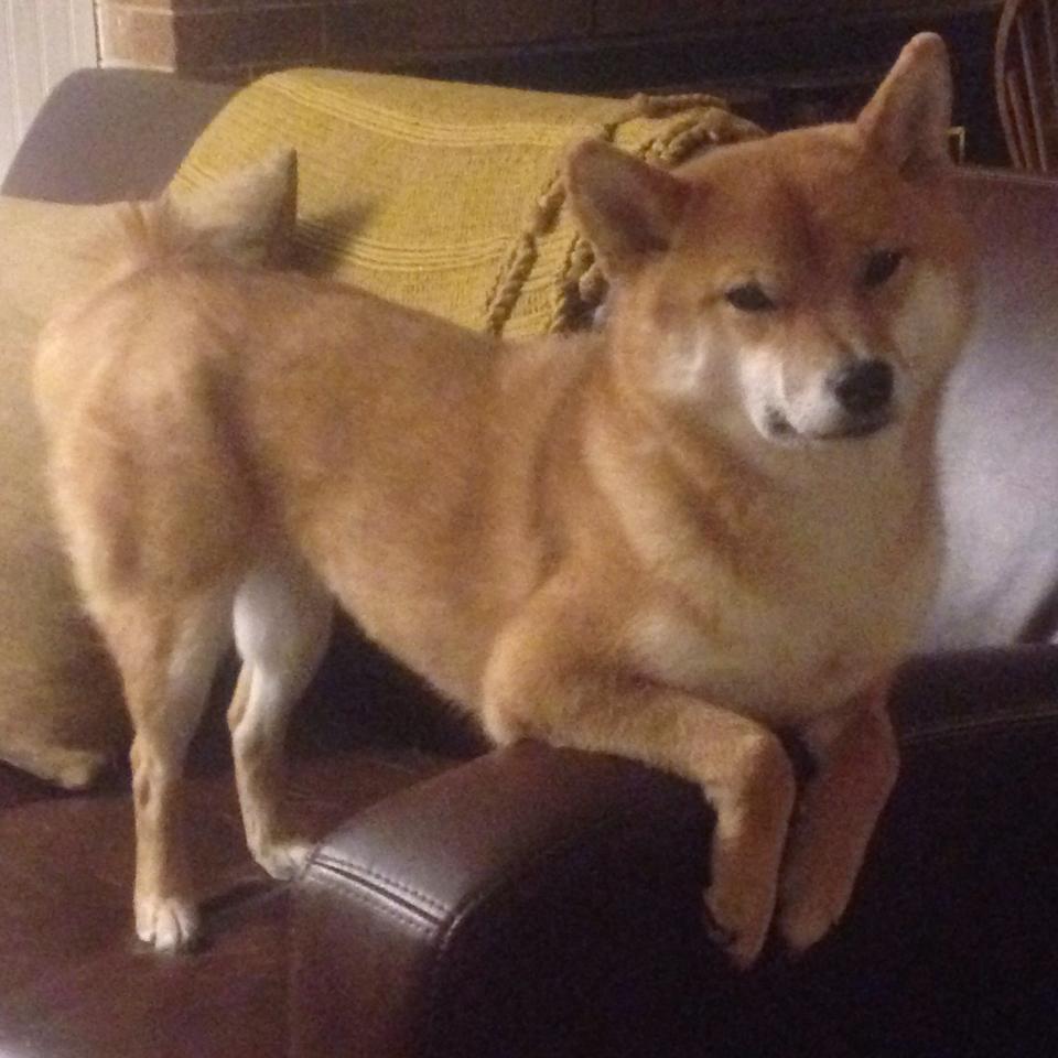 爱游戏体育-银箭失速，蓝狮怒吼，威廉姆斯的逆袭与塞恩斯的绝对统治