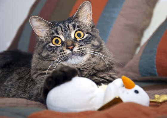 东方魔术暗夜独行，奥运周期关键战的收割与新生