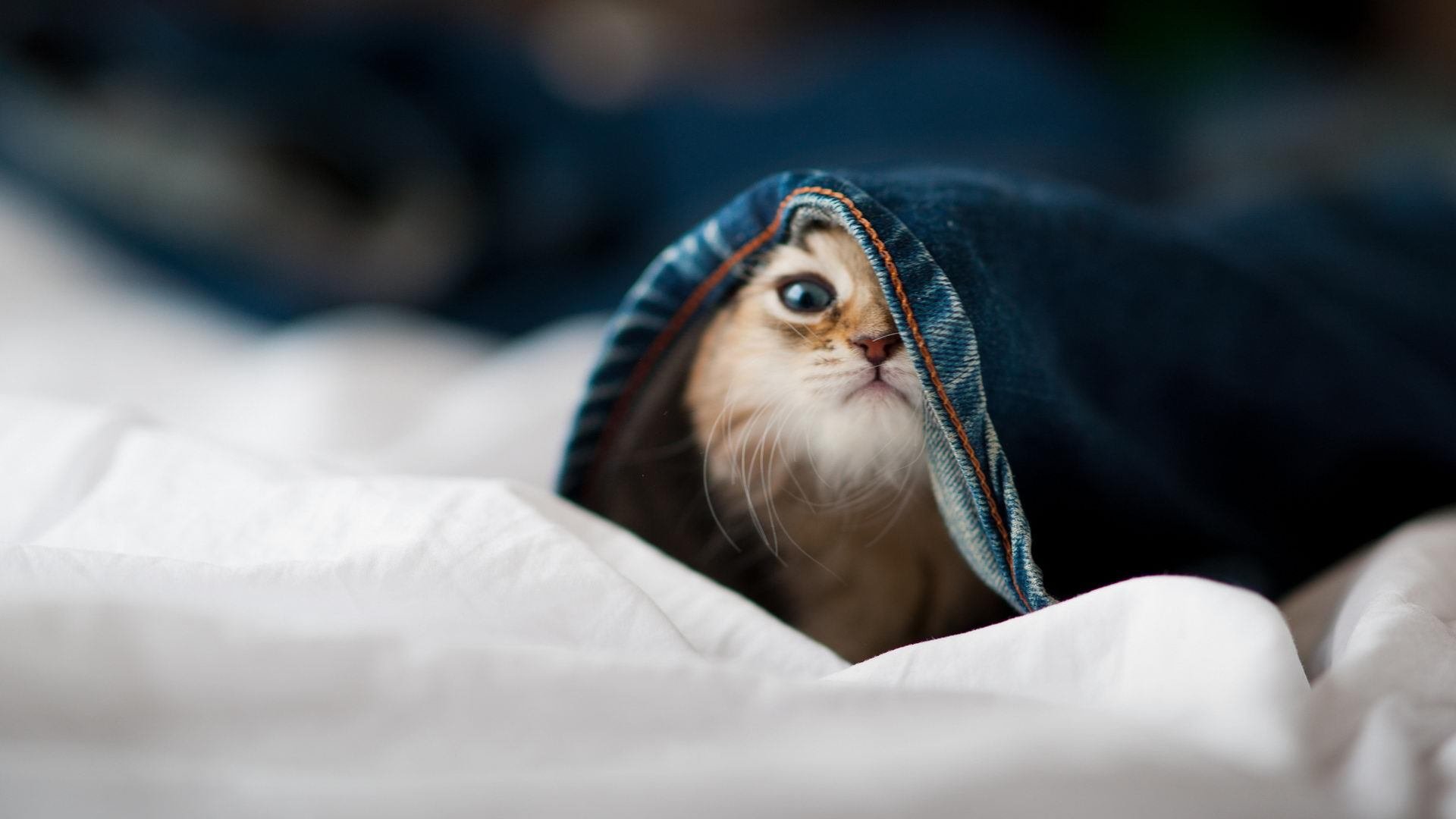 圣书体铭文与钢铁森林，当埃及末代法老加克波，用右脚在毕尔巴鄂写下战争檄文