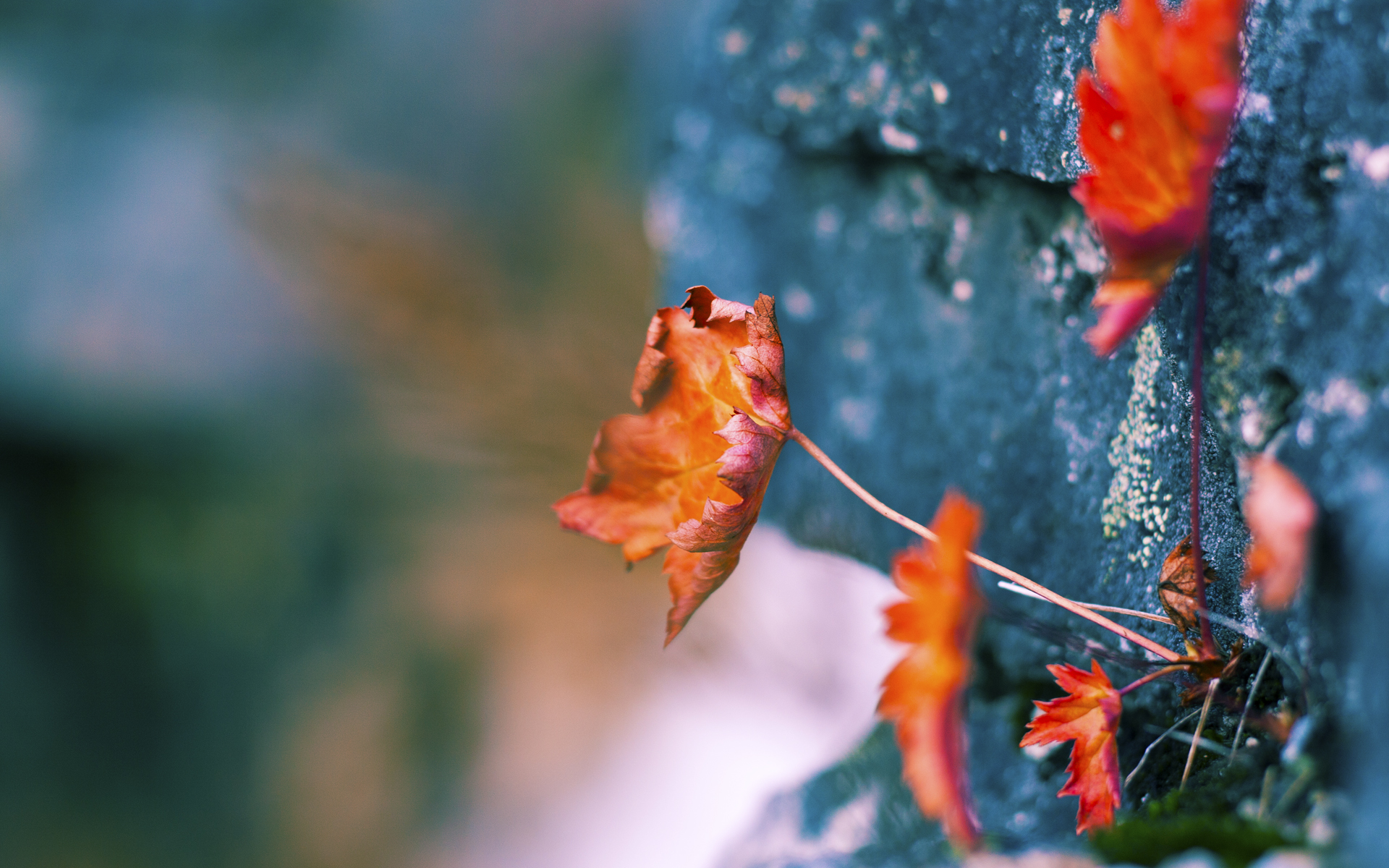 跨越质疑的绿茵之证,恩佐在哥斯达黎加与贝蒂斯之战中重塑价值