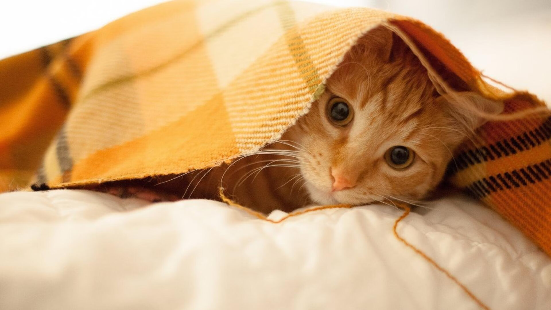 爱游戏在线-破壁之战，赖斯锋刃刺穿金字塔，尼日利亚改写历史的唯一钥匙