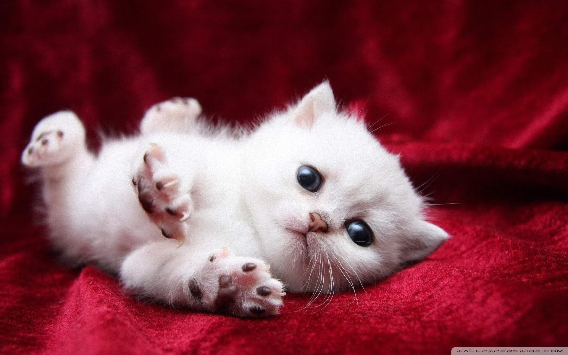 铁血与探戈，当德国战车寻回心脏，斗牛士却在狂欢中迷航