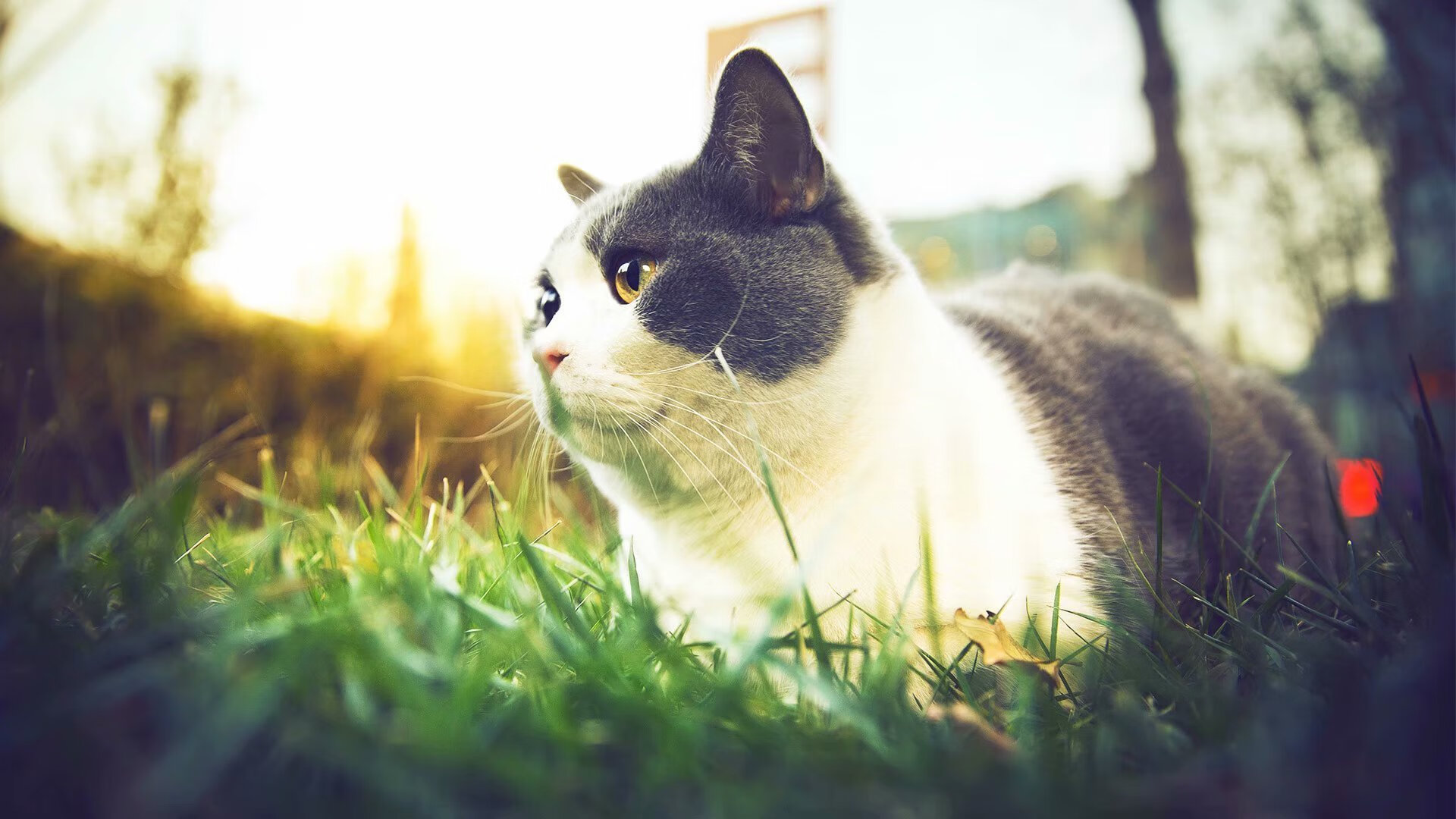 神魔降世，手绘绿茵—欧冠淘汰赛之夜的哈兰德风暴