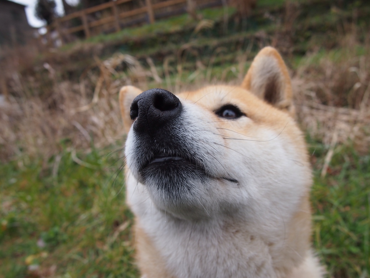 泥泞之战与血性足球，苏格兰何以在绝境中完胜巴拉圭，卢卡库关键节点连续得分铸就逆转传奇