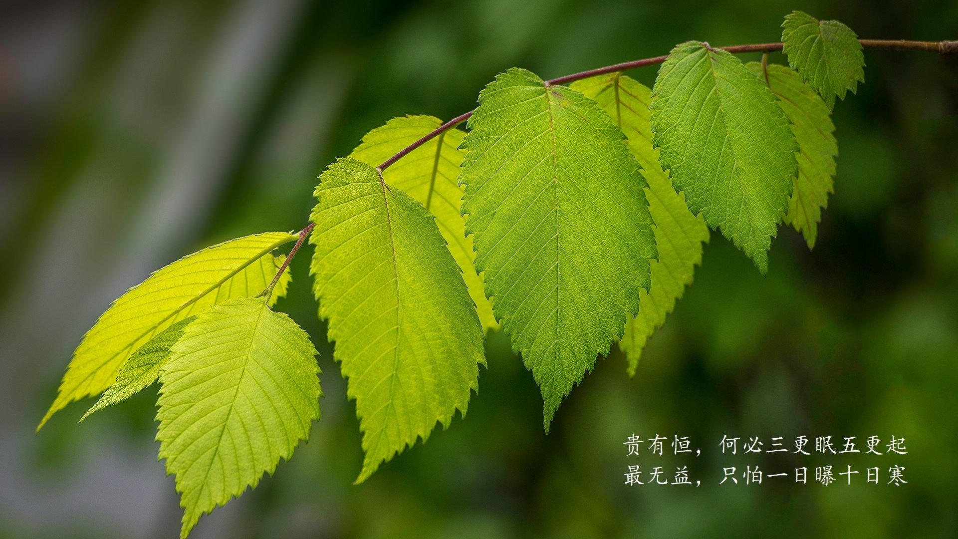 逆转之夜,齐耶赫闪耀,2026世界杯D组的独一无二传奇