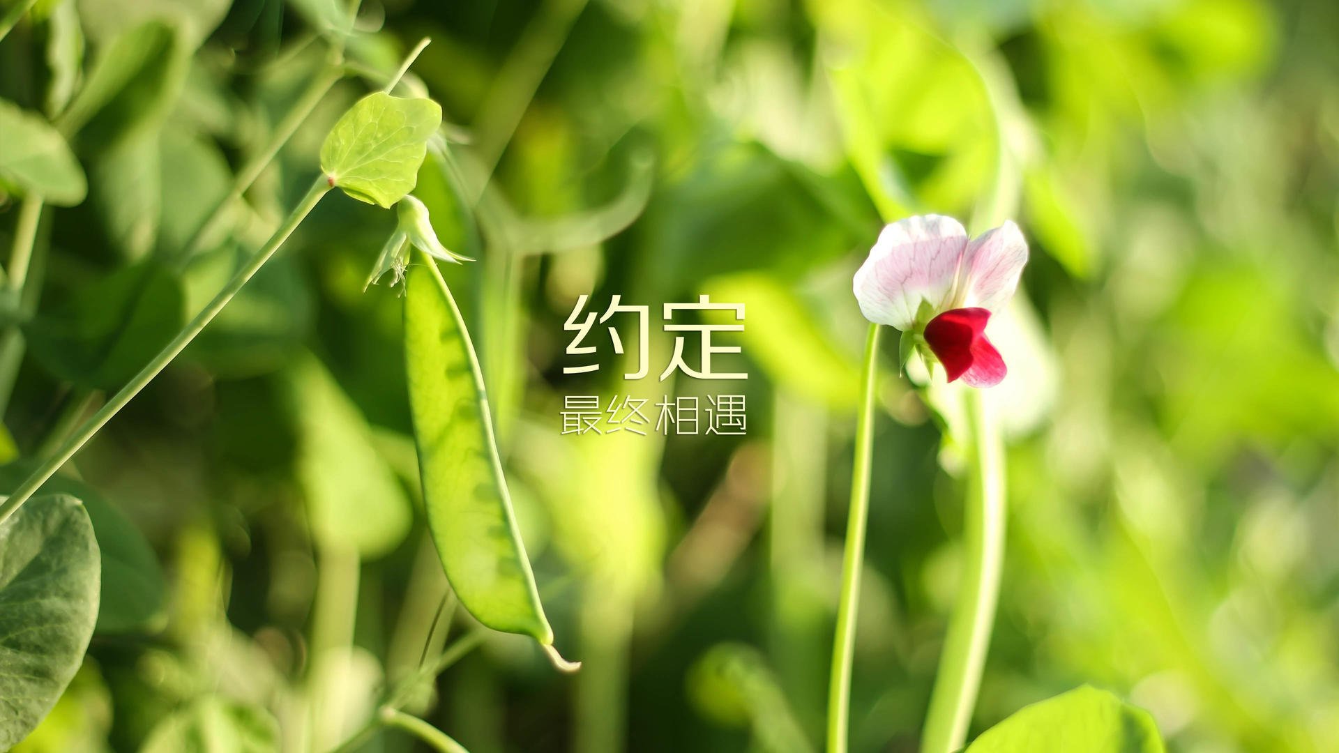 控球定乾坤，瑞士精密仪器击溃波斯铁骑，三笘薰闪电突袭再写亚洲荣耀